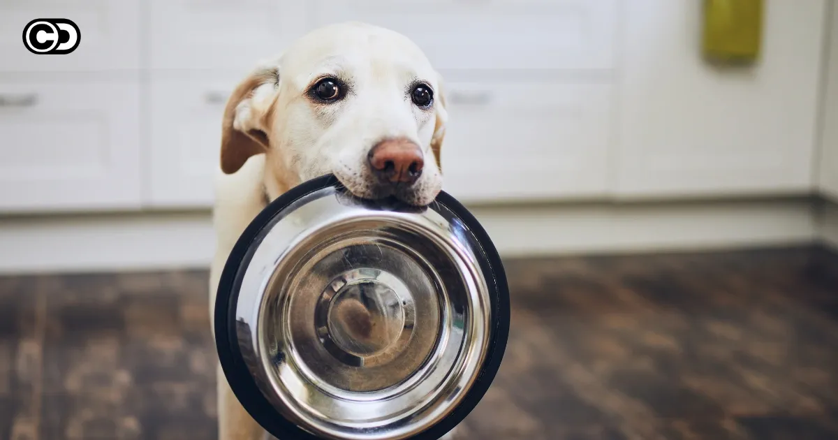 Hunde-Nassfutter – Die beliebtesten Marken im Vergleich