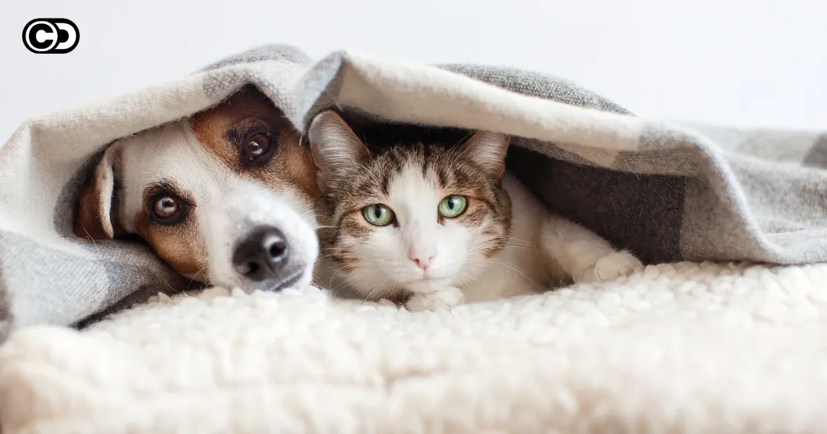 Nachhaltiges Spielzeug für Hunde und Katzen – Umweltfreundlicher Spielspaß