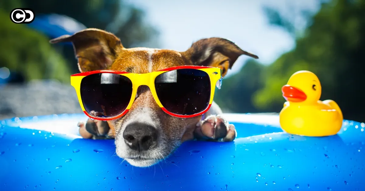 Urlaub mit und: Dein Guide für unvergessliche Reisen mit Vierbeiner