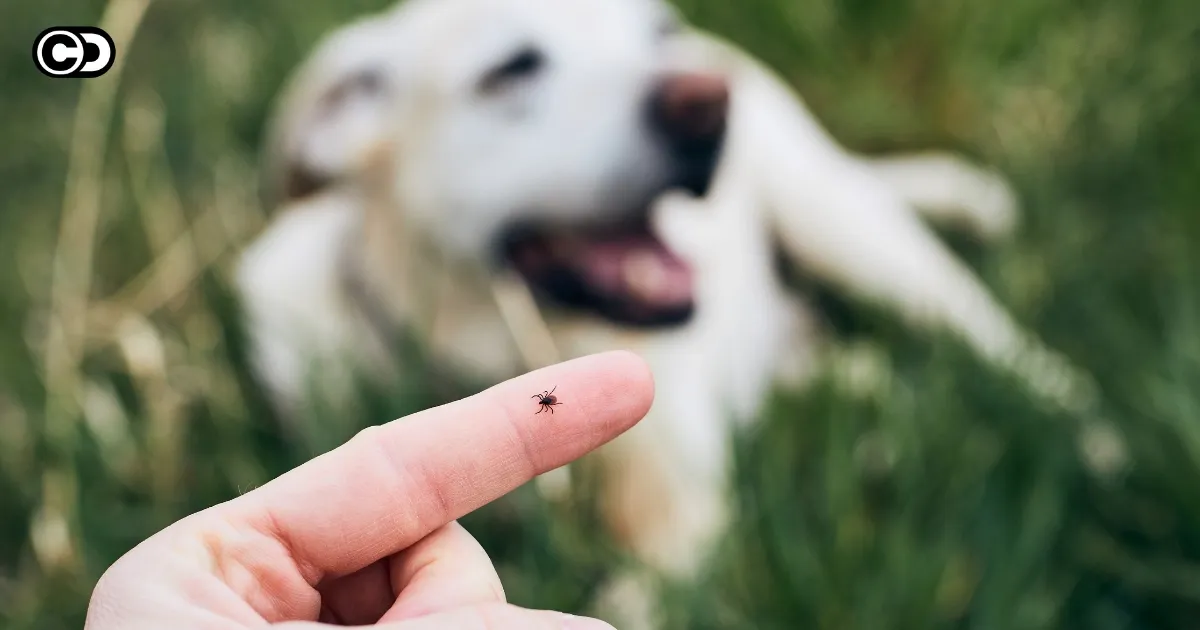 Zeckenzeit bei Hund & Katze: So schützt du deinen Liebling liebevoll vor den Blutsaugern!