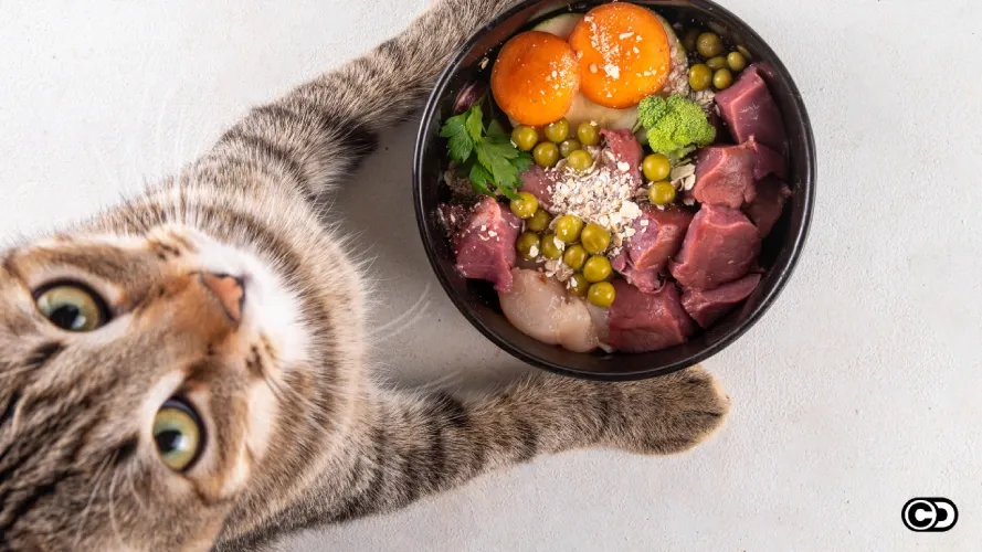 Getreidefreies Katzenfutter