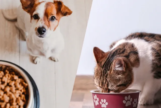 Hochwertiges Haustierfutter für Hunde und Katzen