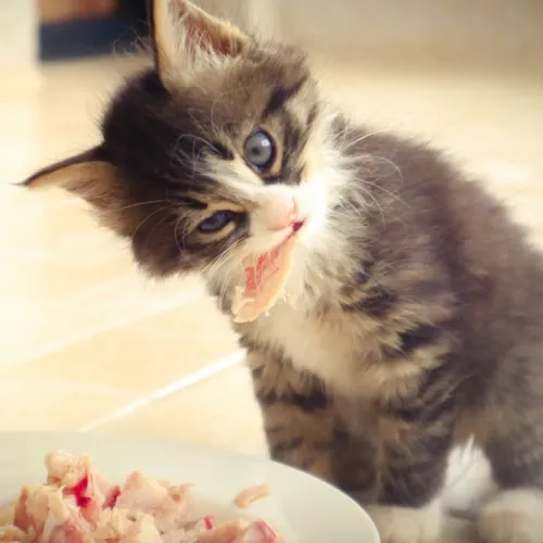 Katzenfutter Angebote