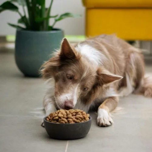 Hochwertiges Hundefutter