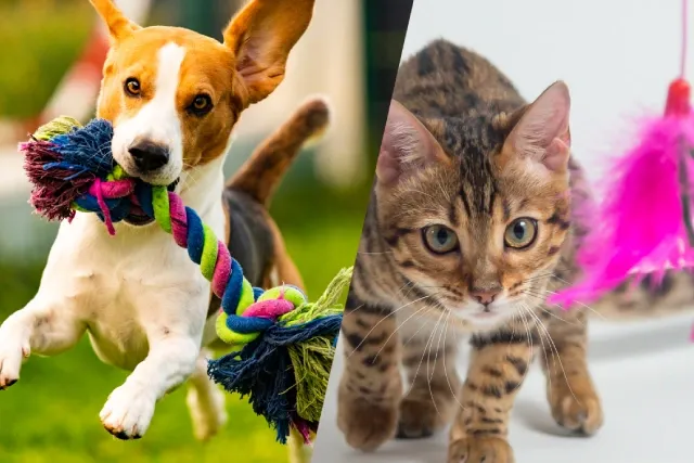 Spielzeug & Zubehör