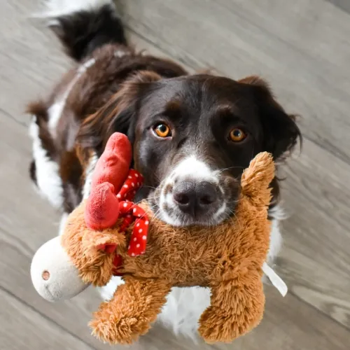 Zubehör & Spielzeug