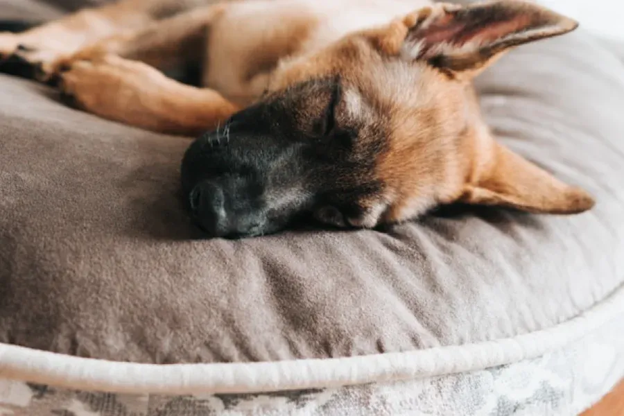 Schlafender Hund auf orthopädischem Hundebett