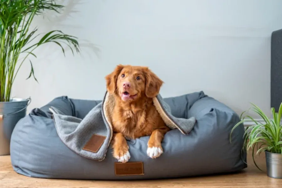 Hund auf orthopädischem Hundebett mit Rand