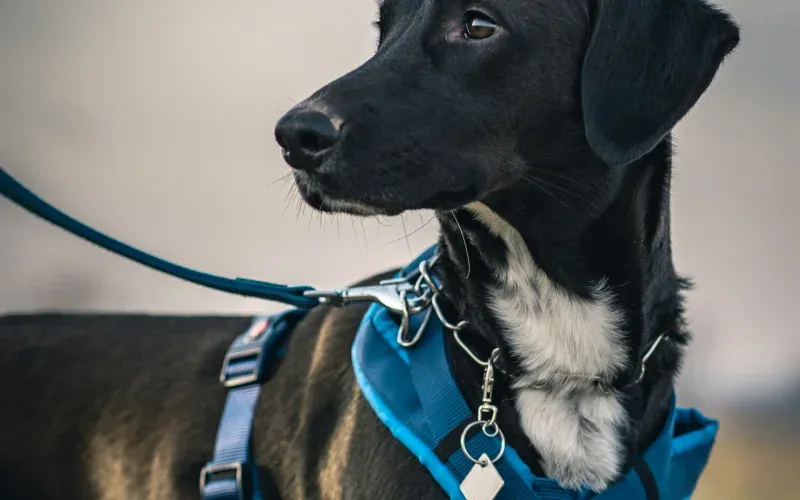 Sicherheitsgeschirr mit reflektierenden Streifen bei Dämmerung