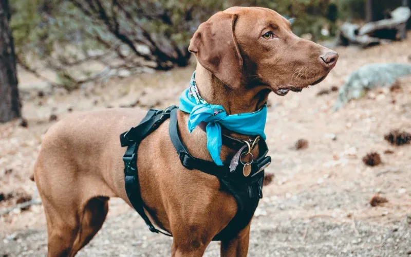 Hundegeschirr – Das passende Modell für Sicherheit, Komfort & Kontrolle