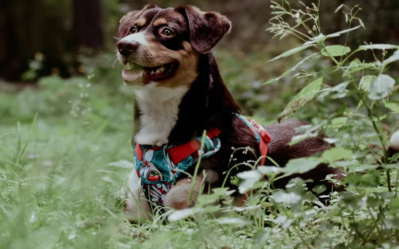 Norwegergeschirr an kräftigem Hund beim Spaziergang